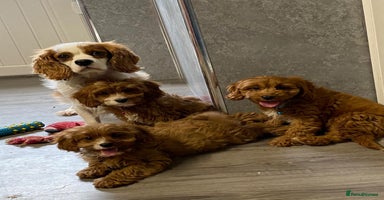 Cavapoo dogs - Advert 3