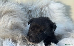 Mixed Breed dogs for sale: 🐾 Beautiful Whippet x Collie Puppies! 🐾 - Image 22