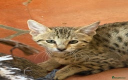 Savannah cats for sale: Stunning F4 kittens ready for their forever homes - Image 2