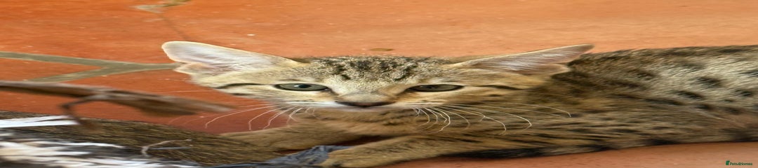 Savannah Kitten 4