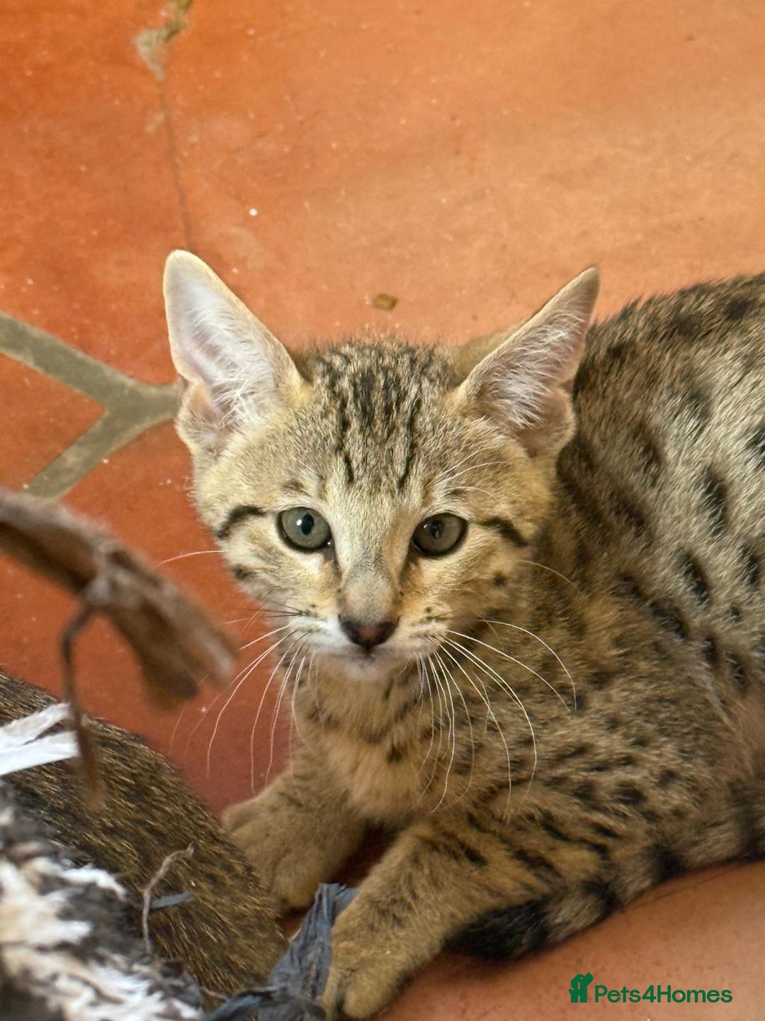 Savannah cats for sale: Stunning F4 kittens ready for their forever homes - Image 2