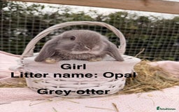 Mini Lop rabbits for sale: Pure mini lops, otters, grey, blue - Image 20