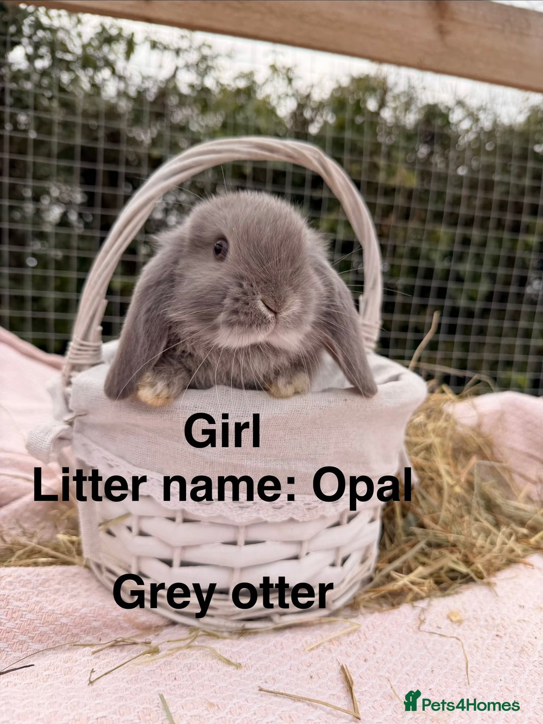 Mini Lop rabbits for sale: Pure mini lops, otters, grey, blue - Image 20