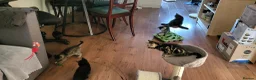 Mixed Breed cats for sale: Cute playful 5 kittens - Advert 13