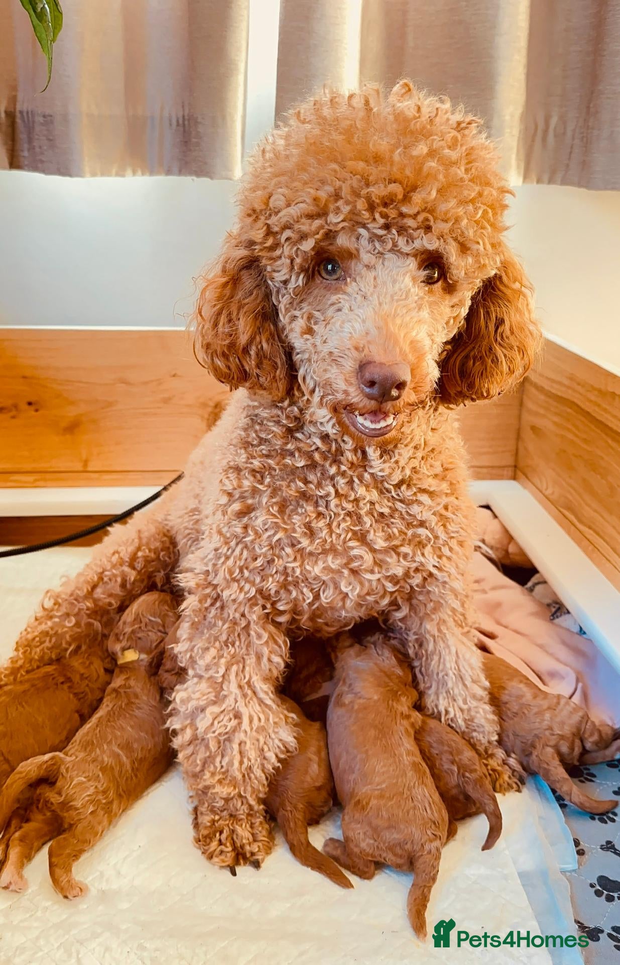 Miniature Poodle dogs Miniture Poodle Puppies - Advert 10