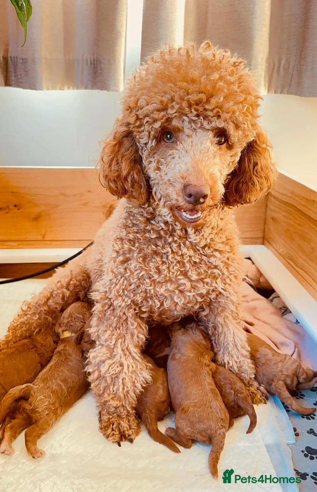 Miniature Poodle dogs for sale: Miniture Poodle Puppies - Advert 1