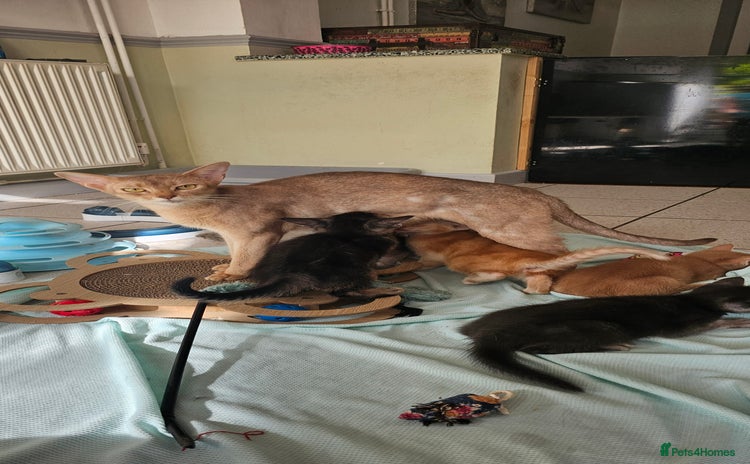 Abyssinian cats - Advert 2