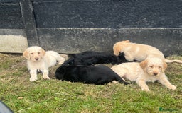 Labradoodle dogs for sale: Labradoodle  - Image 13