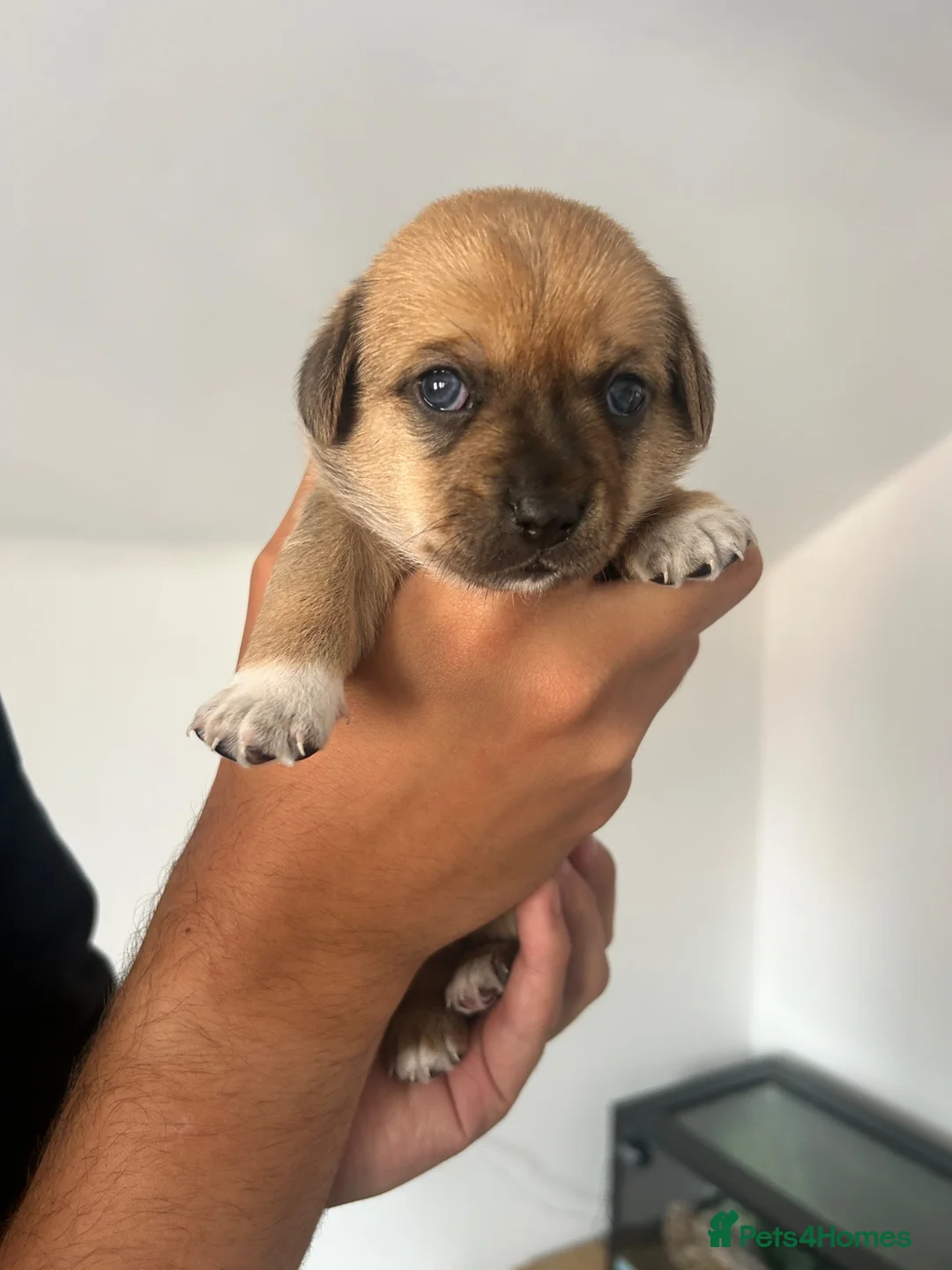 Jack Chi dogs for sale: Beautiful Jack x chi puppies - Advert 1