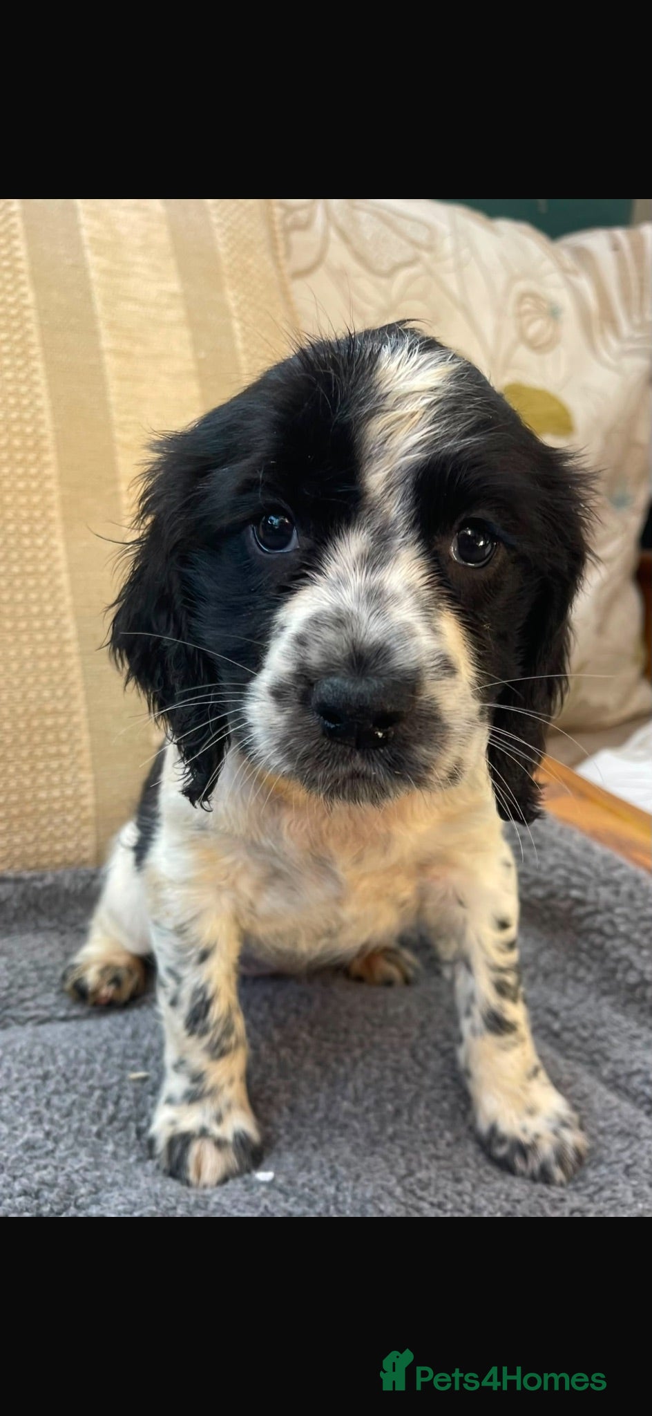 Sprocker dogs Working sprocker spaniels pups - Advert 1