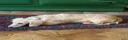Miniature Dachshund dogs for sale: Beautiful long haired cream female health tested  - Advert 15