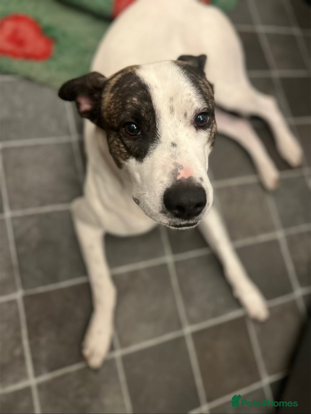 Lurcher dogs for sale: Lurcher cross  - Advert 3