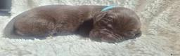 Mixed Breed dogs for sale: Newfador lab x newfie - Advert 8