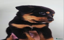 Rottweiler dogs for sale: READY NOW- Beautiful Rottweiler Puppies - Image 16