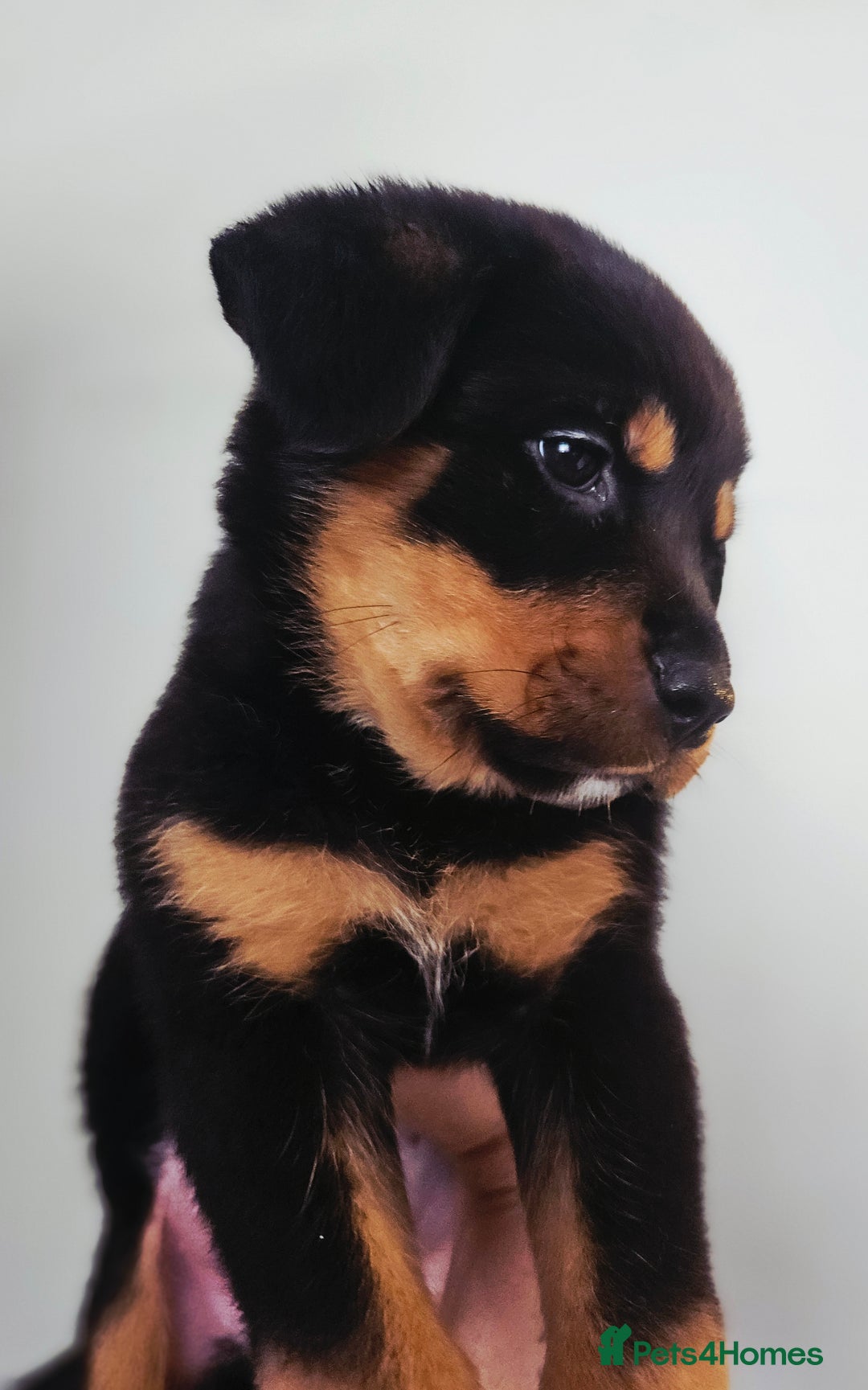 Rottweiler dogs for sale: READY NOW- Beautiful Rottweiler Puppies - Image 16