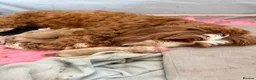 Australian Labradoodle dogs for sale: Multigenerational Australian Labradoodle puppies - Advert 10