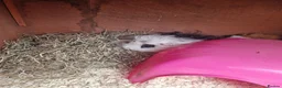 Guinea Pig rodents for sale: 2 male guinea pigs 18 months old come with hutch  in Chesterfield - Advert 2