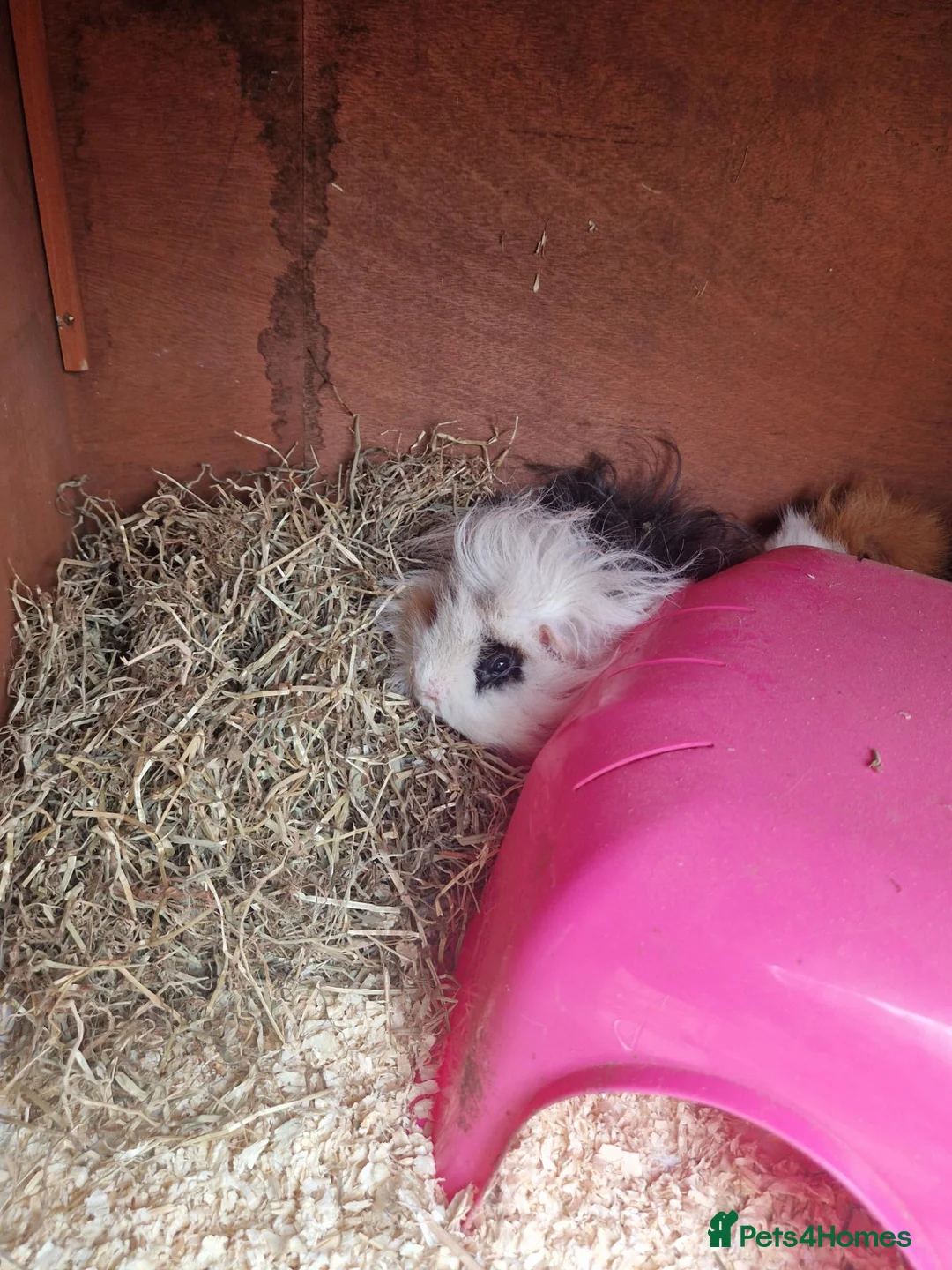 Guinea Pig rodents for sale: 2 male guinea pigs 18 months old come with hutch  in Chesterfield - Advert 2
