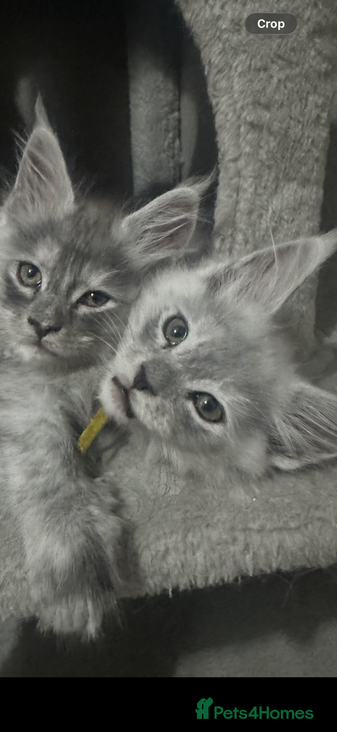 Maine Coon cats Beautiful tica registered mainecoon babies  - Advert 2