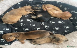 Miniature Dachshund dogs for sale: Long haired dachshund puppies   - Image 14