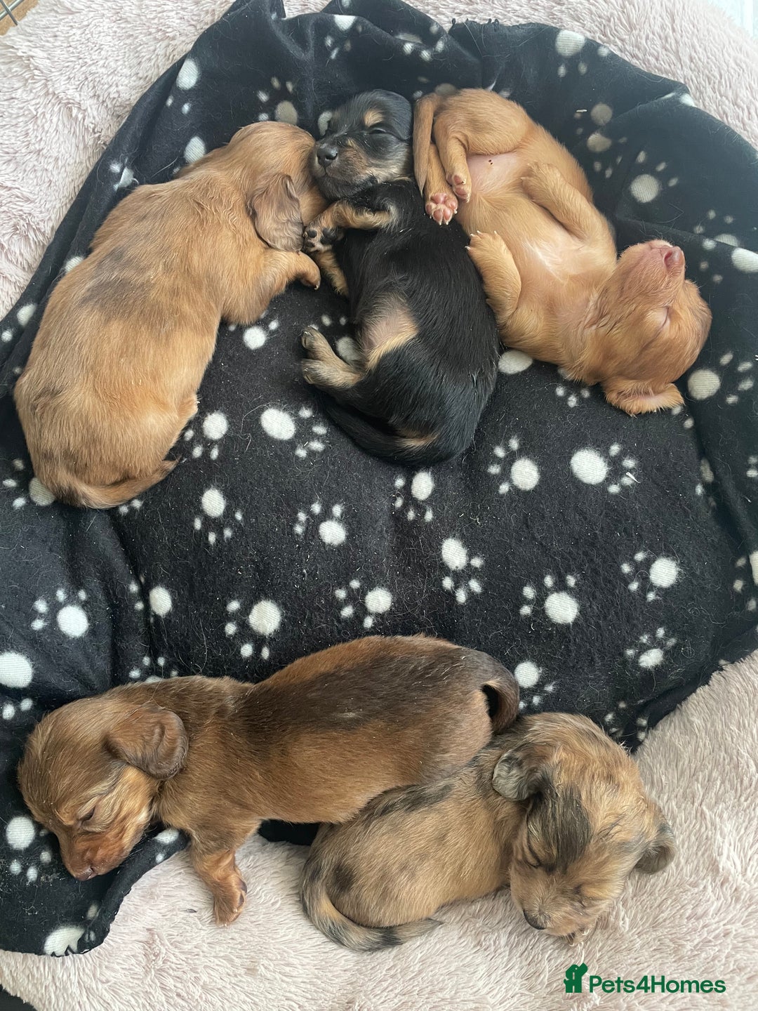 Miniature Dachshund dogs for sale: Long haired dachshund puppies   - Image 14