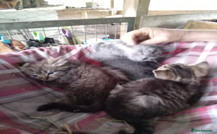 Mixed Breed cats - Advert 9