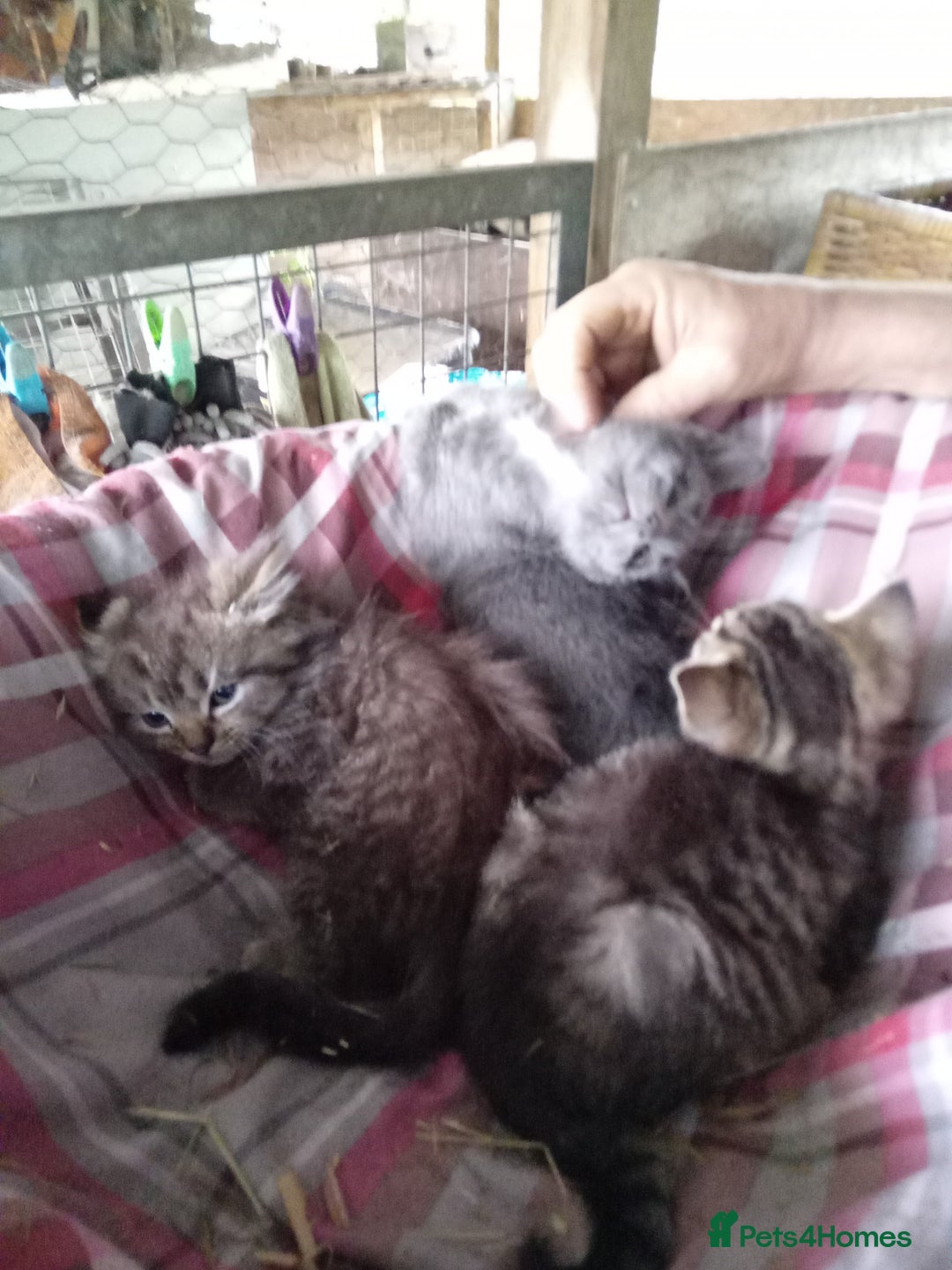 Mixed Breed cats for sale: RRAGDOLL/BENGAL X MOGGY KITTENSSS - Image 1