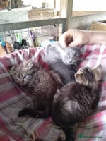 Mixed Breed cats - Advert 7