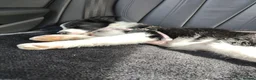 Border Collie dogs for sale: 4 months Female Border Collie  - Advert 1
