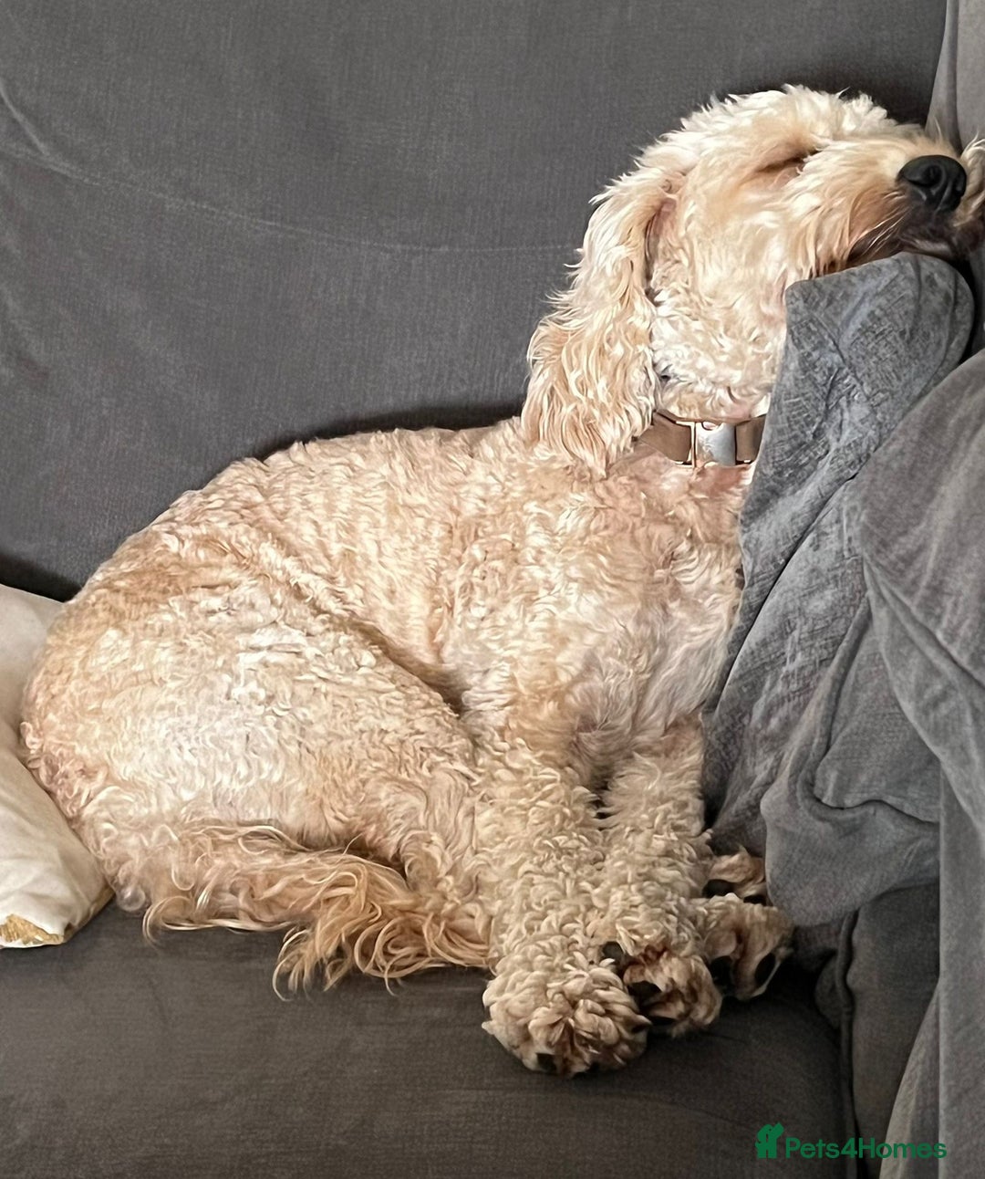 Cockapoo dogs for adoption: Handsome & loyal WOODY needs a new Loving Home - Image 7