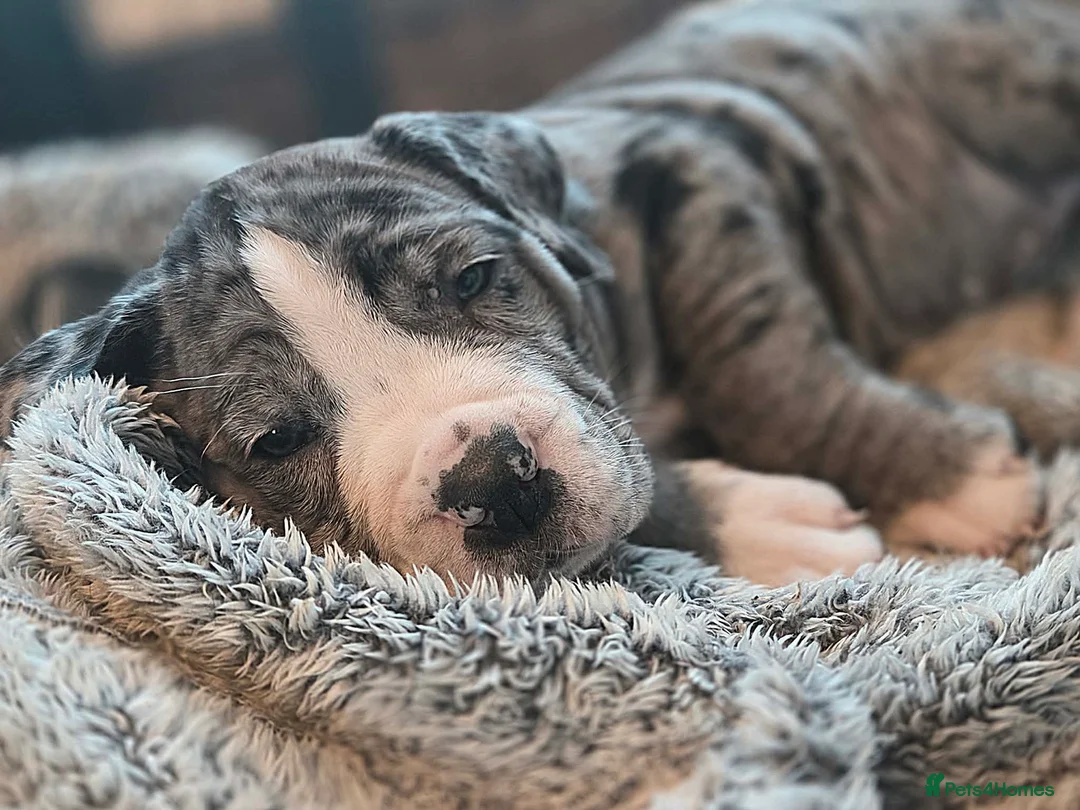 Cane Corso dogs for sale: Merle and brindle cane corso - Advert 15