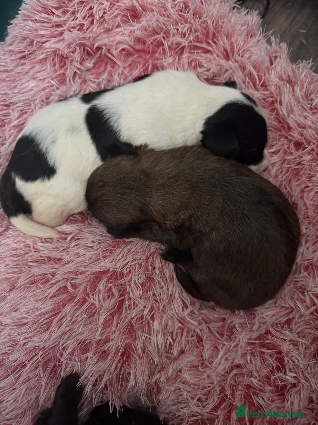 Mixed Breed dogs for sale: 4beautiful terrierxGerman ShepherdxLabrador puppy - Image 22