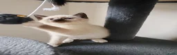 Siamese cats for sale: ❤️❤️❤️ Adorable blue-point Siamese kittens ❤️❤️❤️  - Advert 23