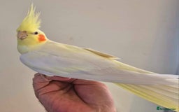 Cockatiels birds for sale: Young Cockatiels available for new homes - Image 4