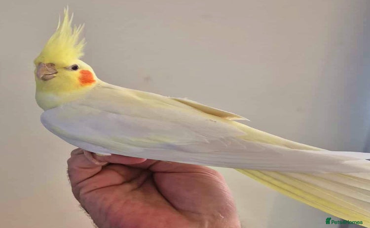Cockatiels birds - Advert 1