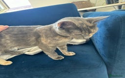 Mixed Breed cats for sale: Beautiful Domestic Shorthair Kittens grey / black - Image 16