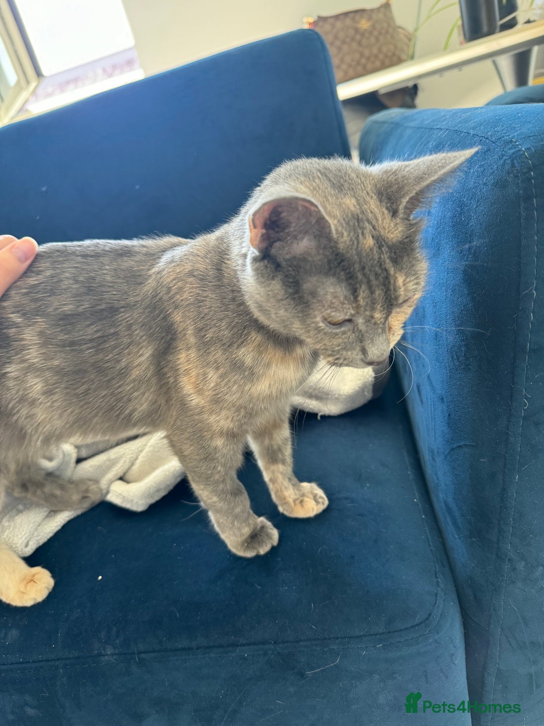 Mixed Breed cats for sale: Beautiful Domestic Shorthair Kittens grey / black - Image 16