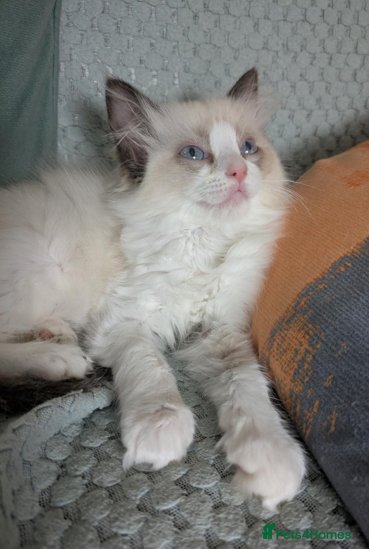 Ragdoll cats Ragdoll Kitten *GCCF*  - Advert 14