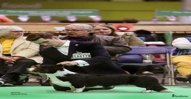 Welsh Corgi Cardigan dogs - Advert 13