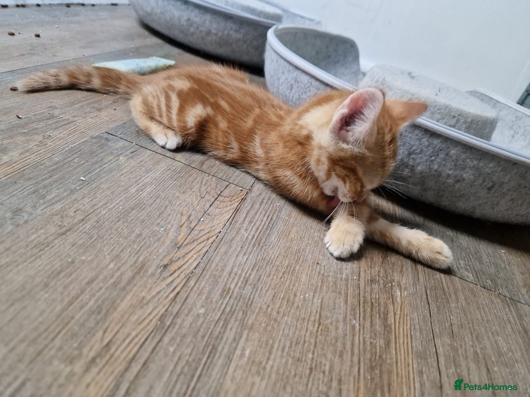Mixed Breed cats for sale: 2 Ginger Boys, 1 Tabby Girl. Donate to charity - Image 34