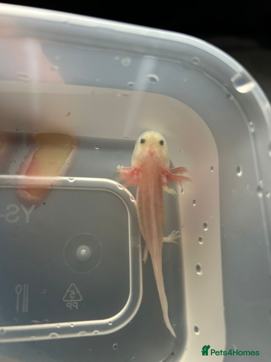 Axolotl reptiles for sale: Axolotl - Advert 24