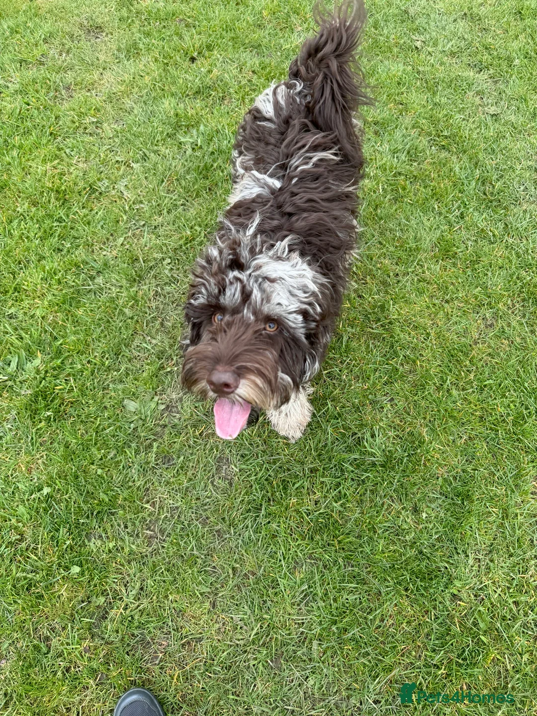 Cockapoo dogs for stud: Multigen Harlequin Merle Cockapoo at Stud in Manchester - Advert 12
