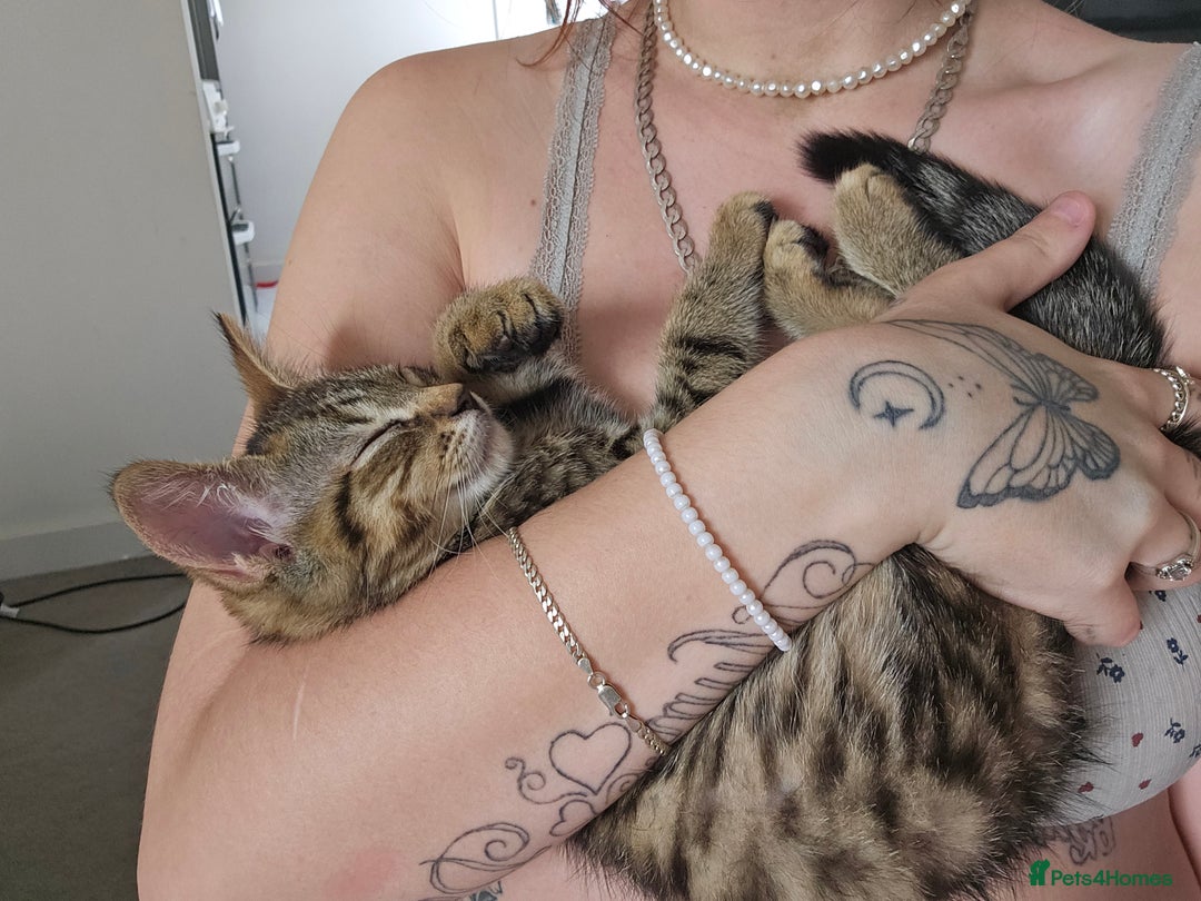 Mixed Breed cats for sale: 2 cats - Advert 5