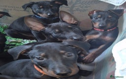 Mixed Breed dogs for sale: Chinese Red Dogs - Image 3