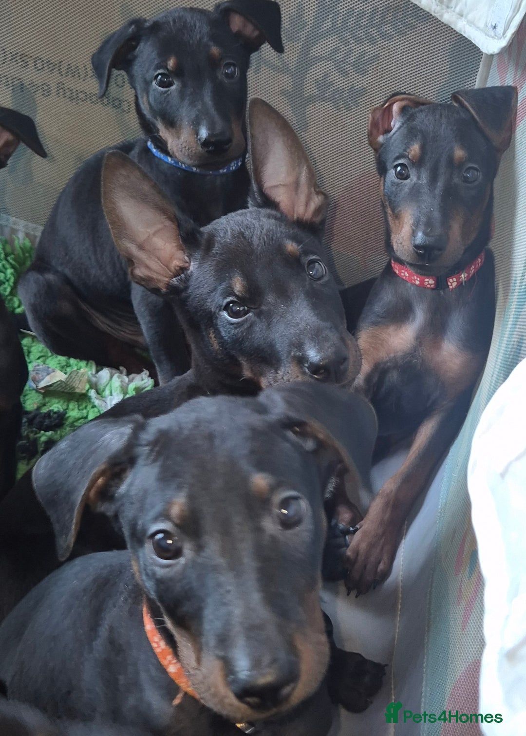 Mixed Breed dogs for sale: Chinese Red Dogs - Image 3