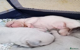 French Bulldog dogs for sale: Platinum cream velvet french bulldogpup 4 week old - Image 7