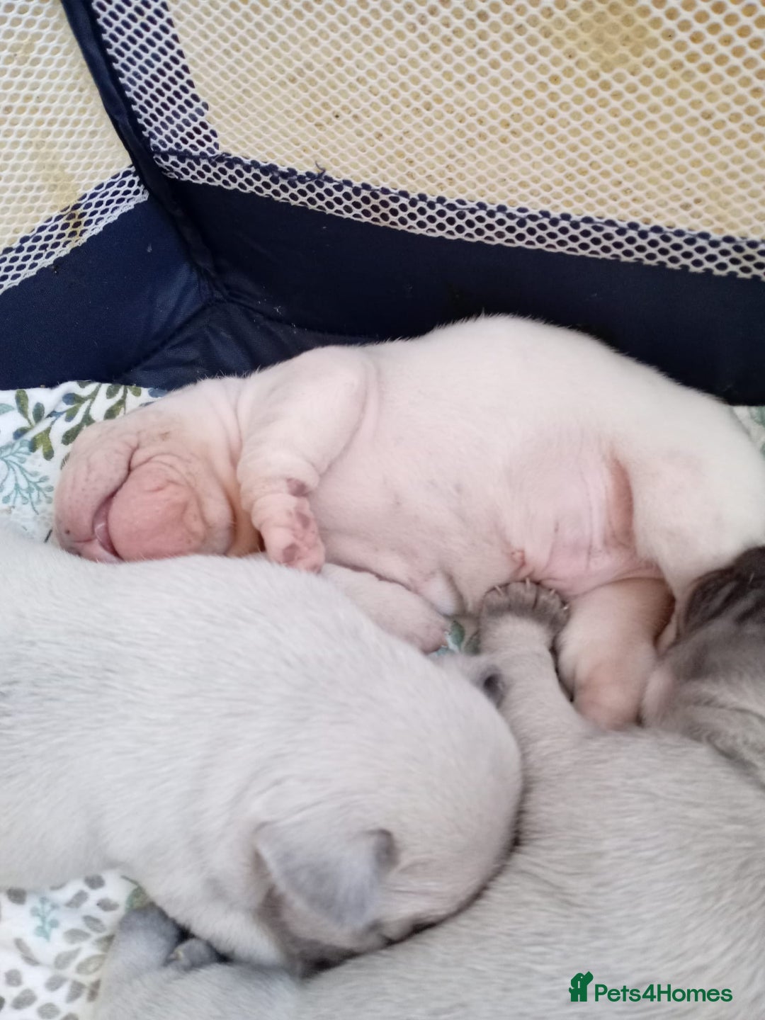 French Bulldog dogs for sale: Platinum cream velvet french bulldogpup 4 week old - Image 7