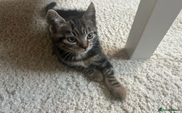 Mixed Breed cats for sale: 2 kittens for sale - Image 7
