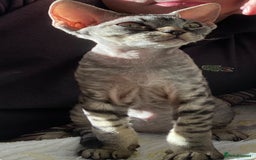Devon Rex cats for sale: Devon Rex - Image 6