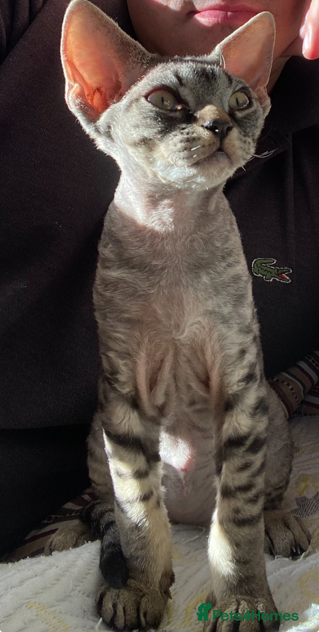 Devon Rex cats for sale: Devon Rex - Image 6